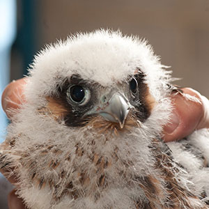 Peregrine falcon chick, 2012