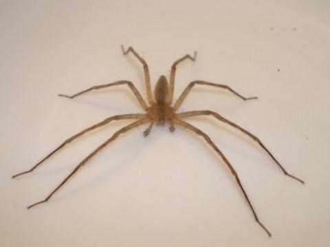 Pisaurina mira fishing spider.jpg