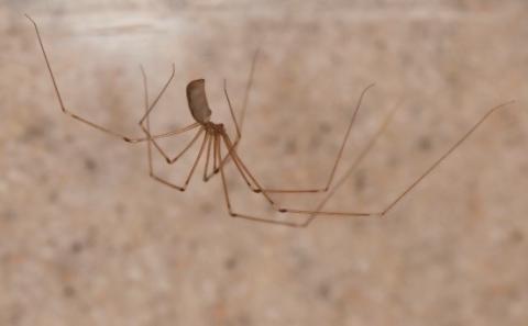 cellar spider.jpg