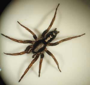 parsons spider.jpg