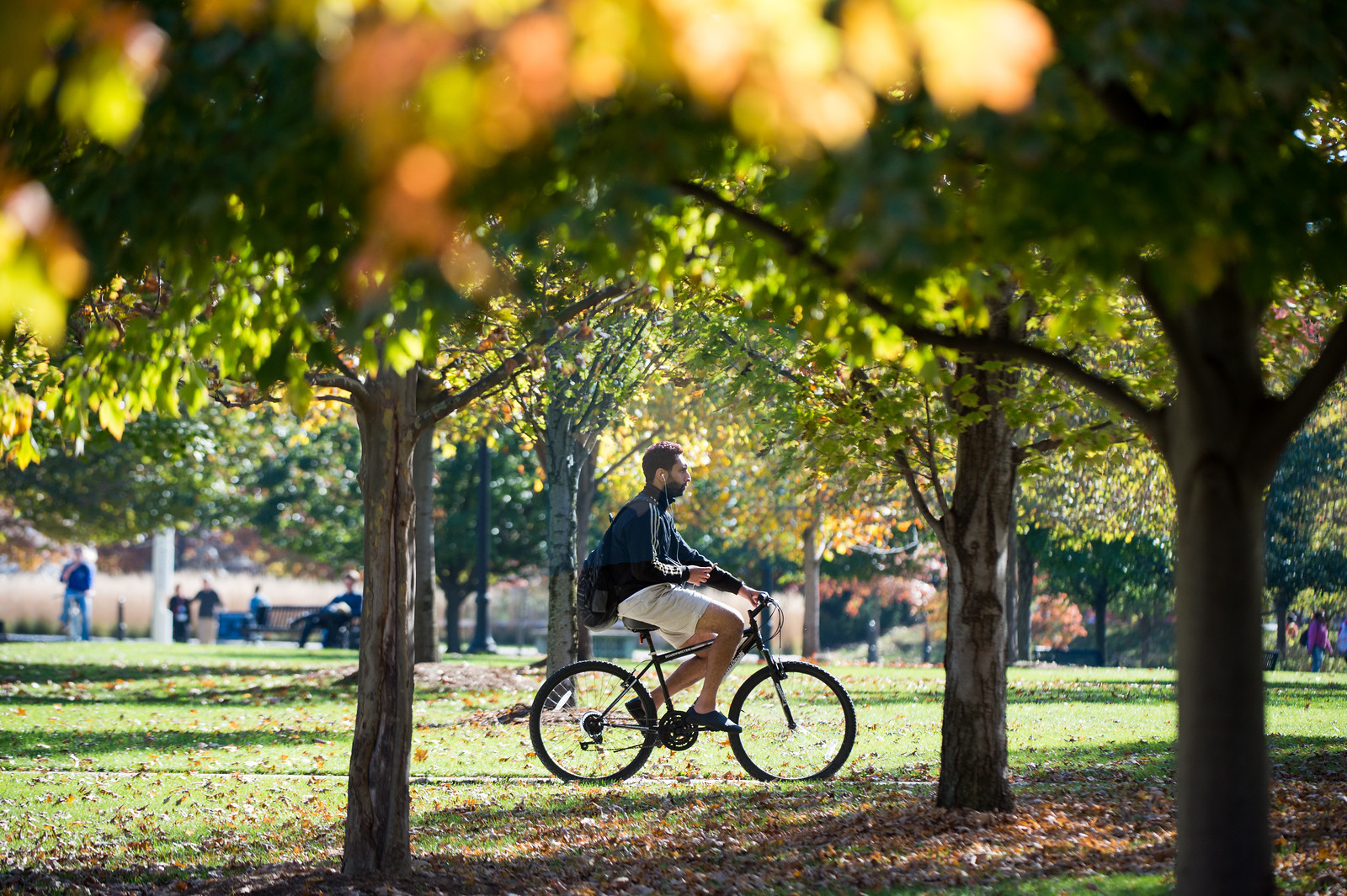 An image of fall trees and grass underneath with a person on a bicycle riding through the center of the picture