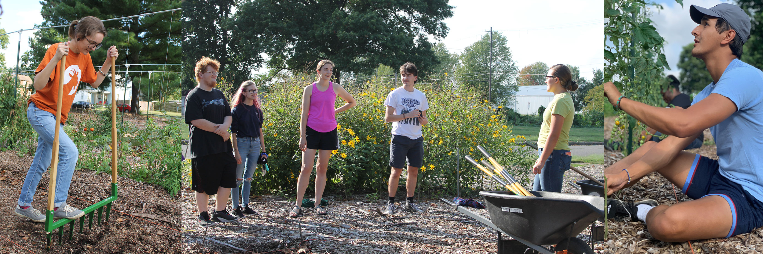 Image on the left is a student in an orange shirt using a tool into the ground. The middle image is a group of students standing in front of yellow native flowers. The image on the right is a student in a blue shirt stringing tomato plants along a string.