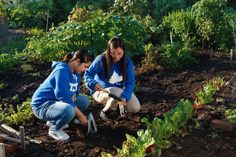 Two female students leaning down on the ground surrounded by plants in a garden.